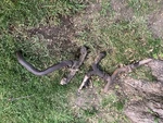 Oem Gm Sbc Cast Iron Exhaust Manifolds Vintage 350CI Off 3973487 Heads. Fixed Price $150.00.