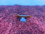 Bmw F90 F02 F06 F10 F15 F85 G05 Left Side Engine Timing Chain Slide Rail Oem 95K. Fixed Price $39.99.